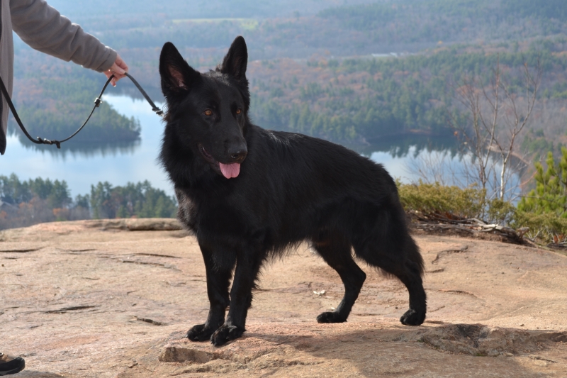 StormCloud Shepherds German Shepherd breeder in New Hampshire